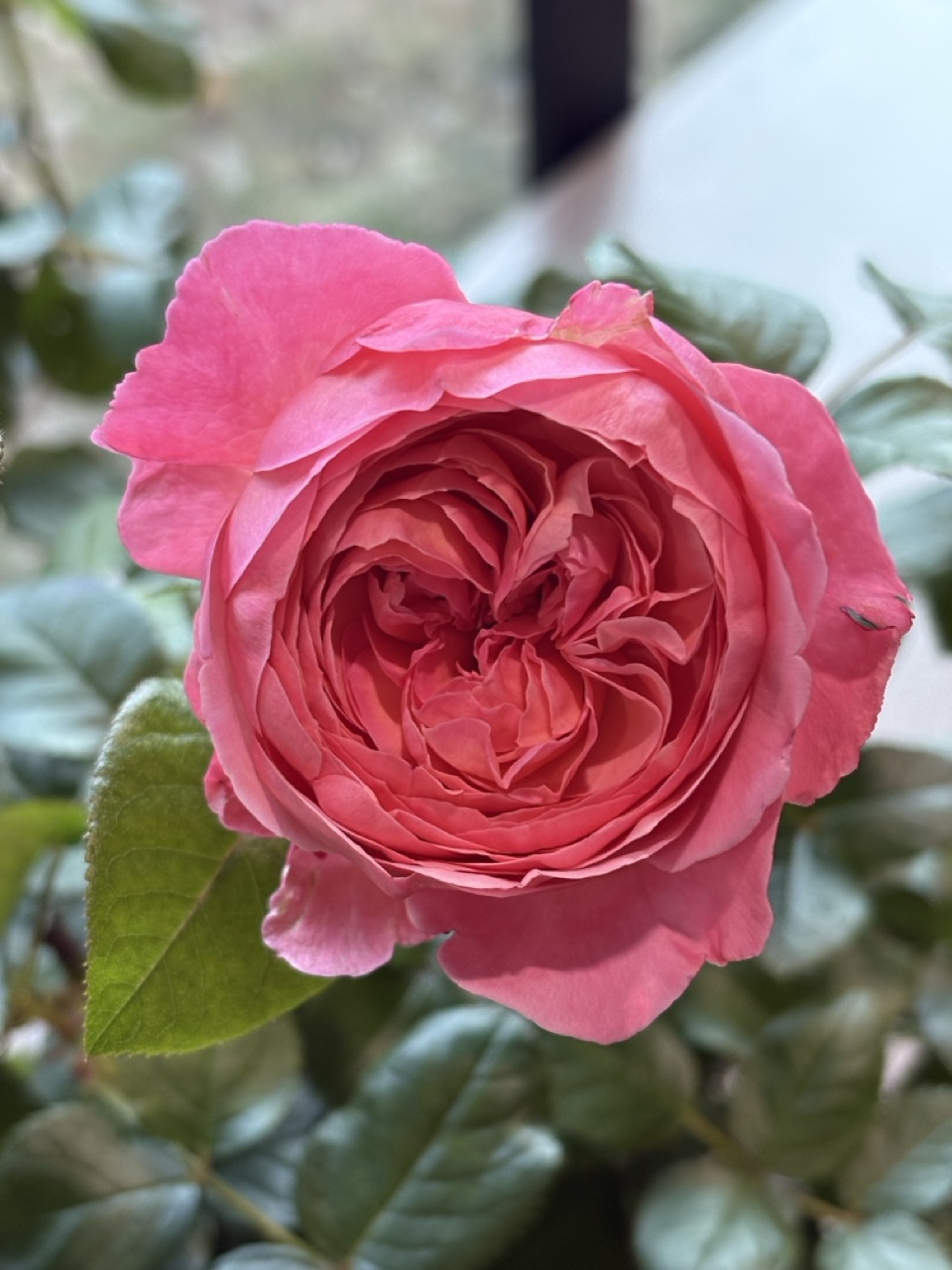 large pink rose