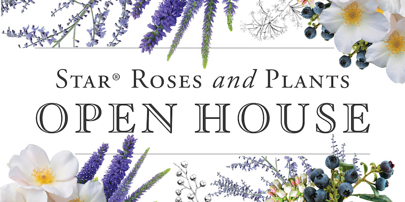 Star Roses and Plants to Host Open House