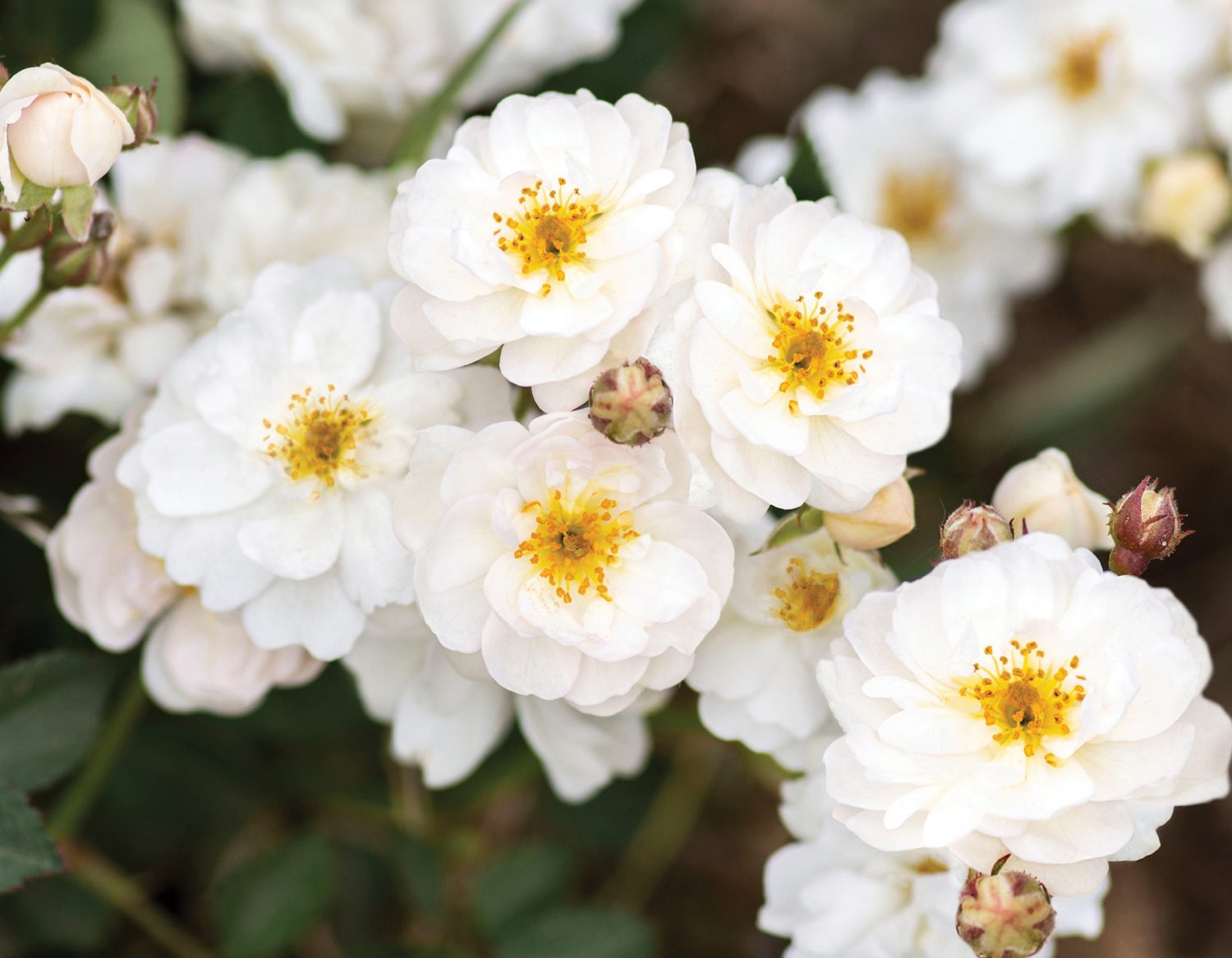 Pretty Polly White