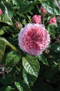 Culture Report Star Roses and Plants Romantica Ballgown Rose
