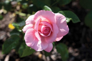 Culture Report Star Roses and Plants Romantica Ballgown Rose