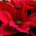 Poinsettia image