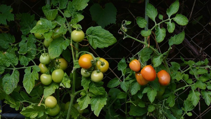 Agdia Launches User-Friendly Molecular Test Kit for Tomato Virus