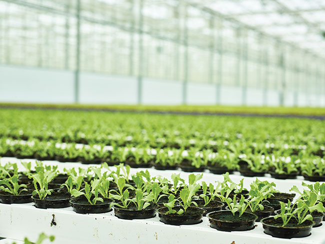 Hort Americas now offers organic liquid nitrogen