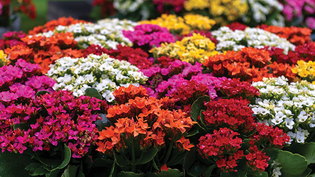 Proven Winners announces fall roadshow event dates