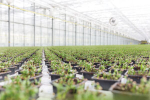 Greenhouse with ornamental plants growing inside and lighting shown.