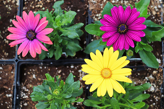 Holistic Prevention of Plant Diseases the Best Practice