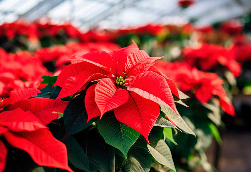 Poinsettia protection