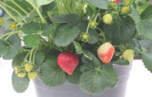 Strawberry 'Delizz'