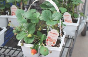 Strawberry 'Sweet Kiss'