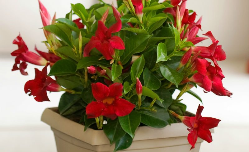 Suntory to Offer Sun Parasol URC Program