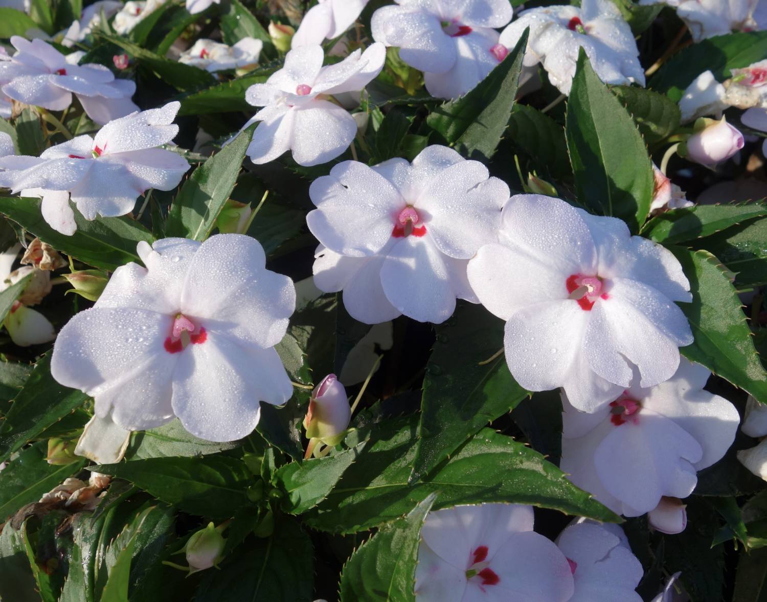 Sunpatiens