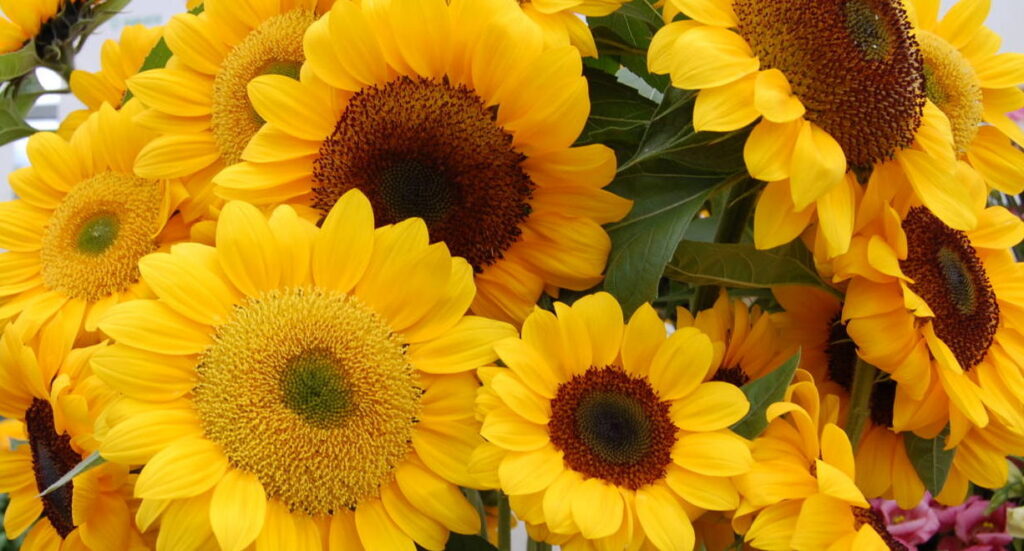 Celebrate the Sunflower