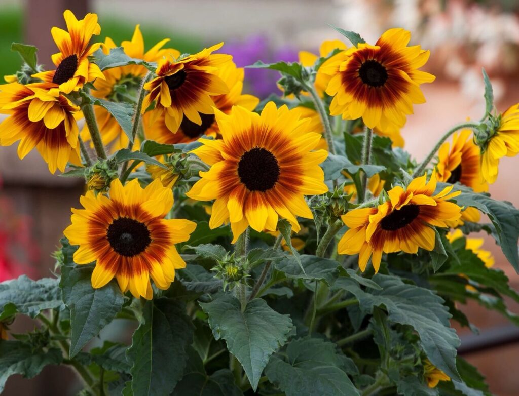 Sunflower Sunfinity Yellow-Red Bicolor from Syngenta Flowers