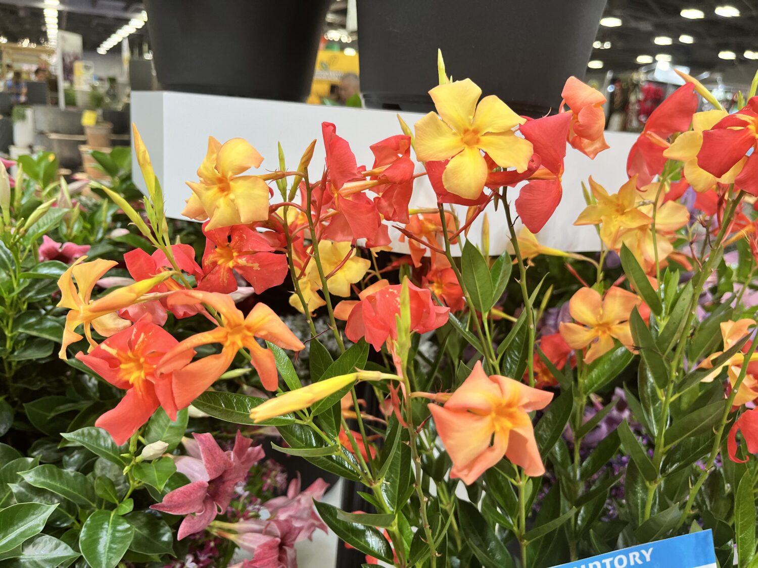 Suntory-Dipladenia-Sun-Parasol-FiredUp-Orange