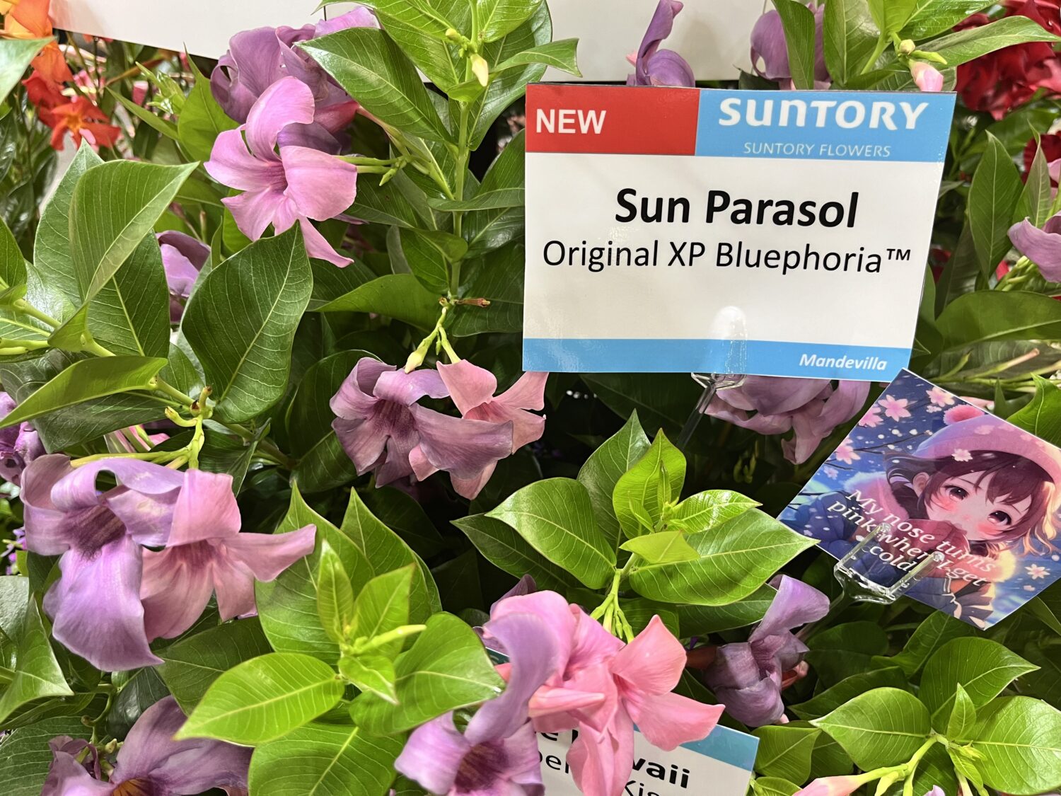 Suntory-Mandevilla-Sun-Parasol-Original-Xp-Bluephoria