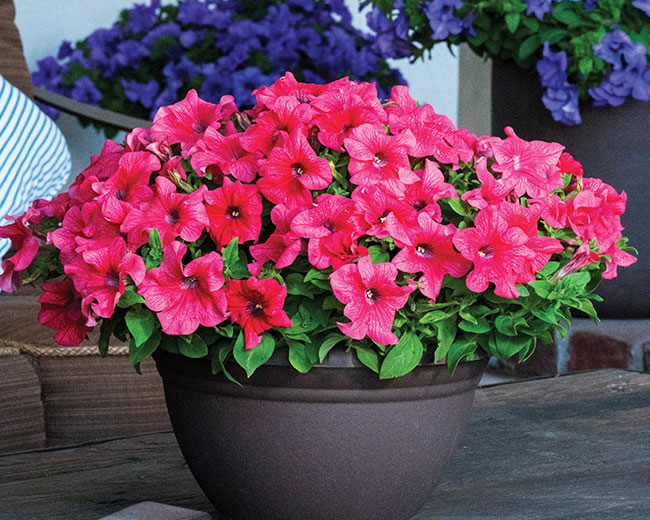PETUNIA ‘SURFINIA XXL SALMON VEIN’
