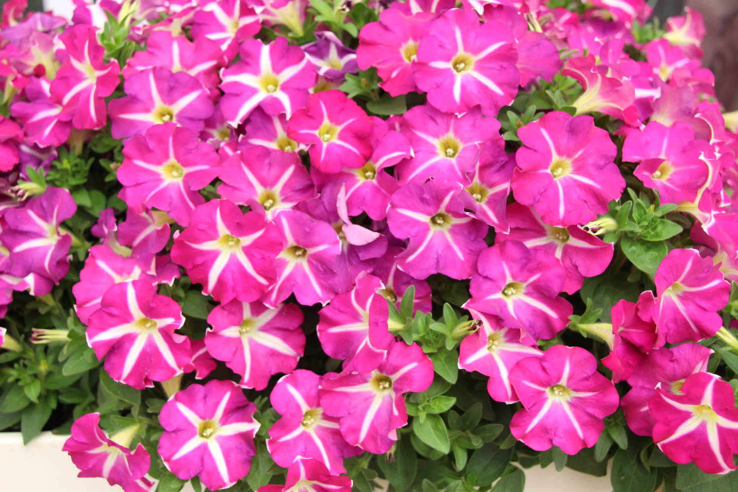 Petunia Surfinia Suntory