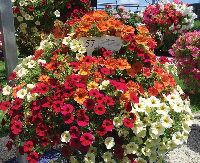 SuperCal Citrix Mix- Sakata , Vaughns View, July