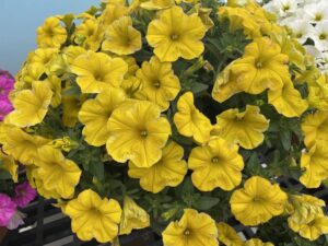 'SuperCal Premium Yellow Sun'