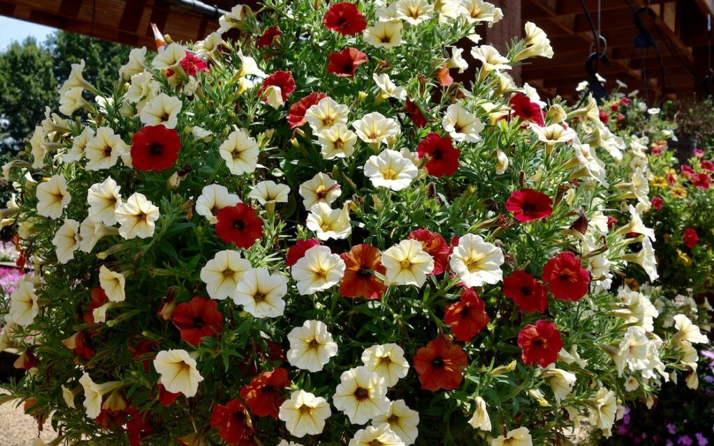 Sizzling Summer Combinations