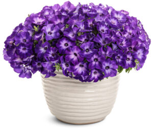 Supertunia Tiara Blue_Proven Winners