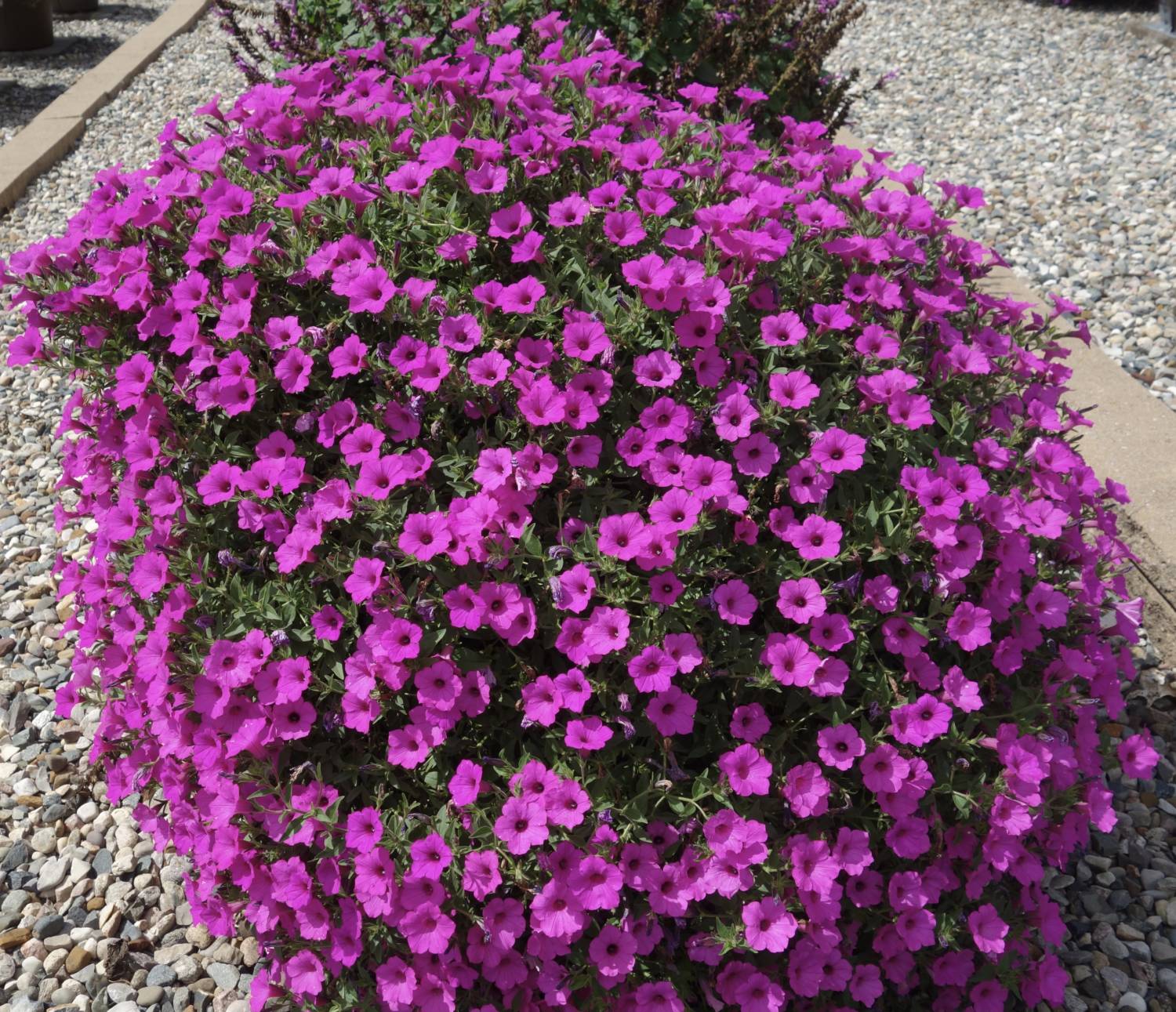 Supertunia Vista