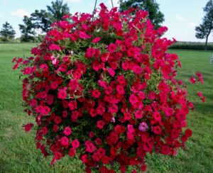 Petunia Supertunia Vista Paradise - Proven Winners