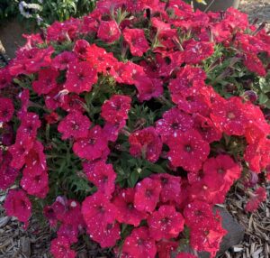 Surprise Sparkle petunia