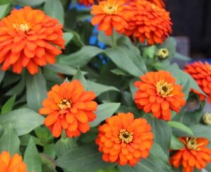 Syngenta Flowers Zinnia Zydeco Fire