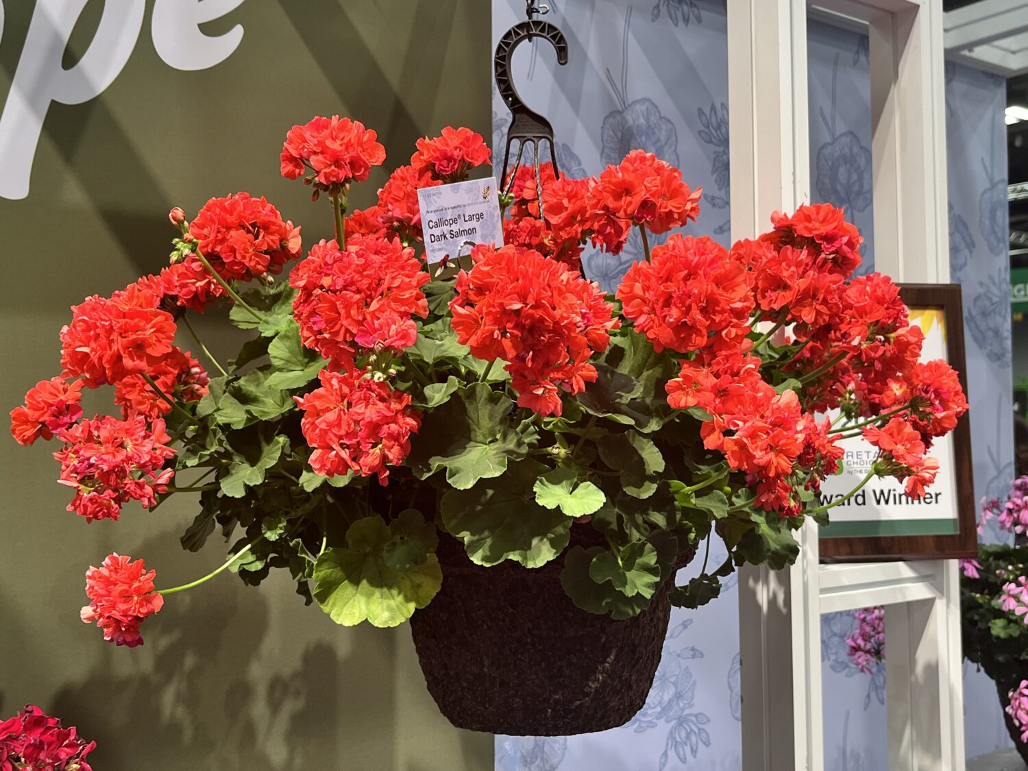 Syngenta-Geranium-Calliope-Large-Dark-Salmon