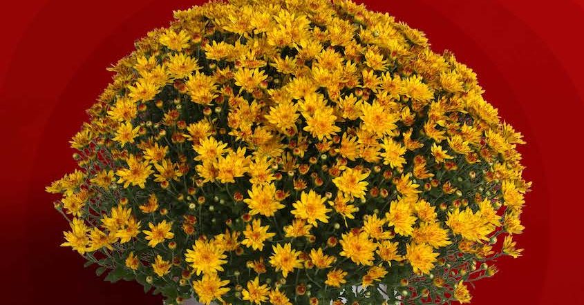 Syngenta to Present Free Mum Webinar on Aug. 11