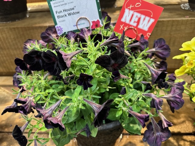 black petunia flowers on potted plant