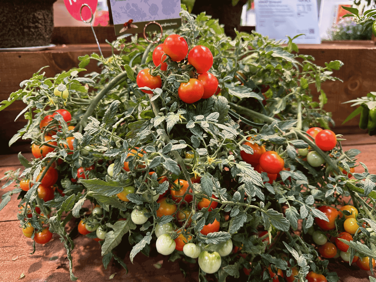 Syngenta-Tomato-Cherry-Blast