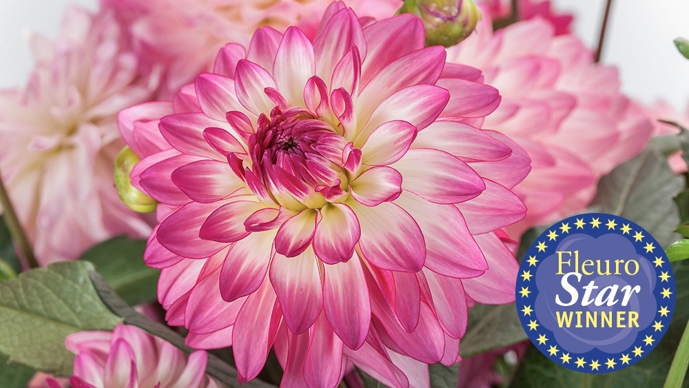 Syngenta Flowers Dahlia Wins Fleuroselect Award