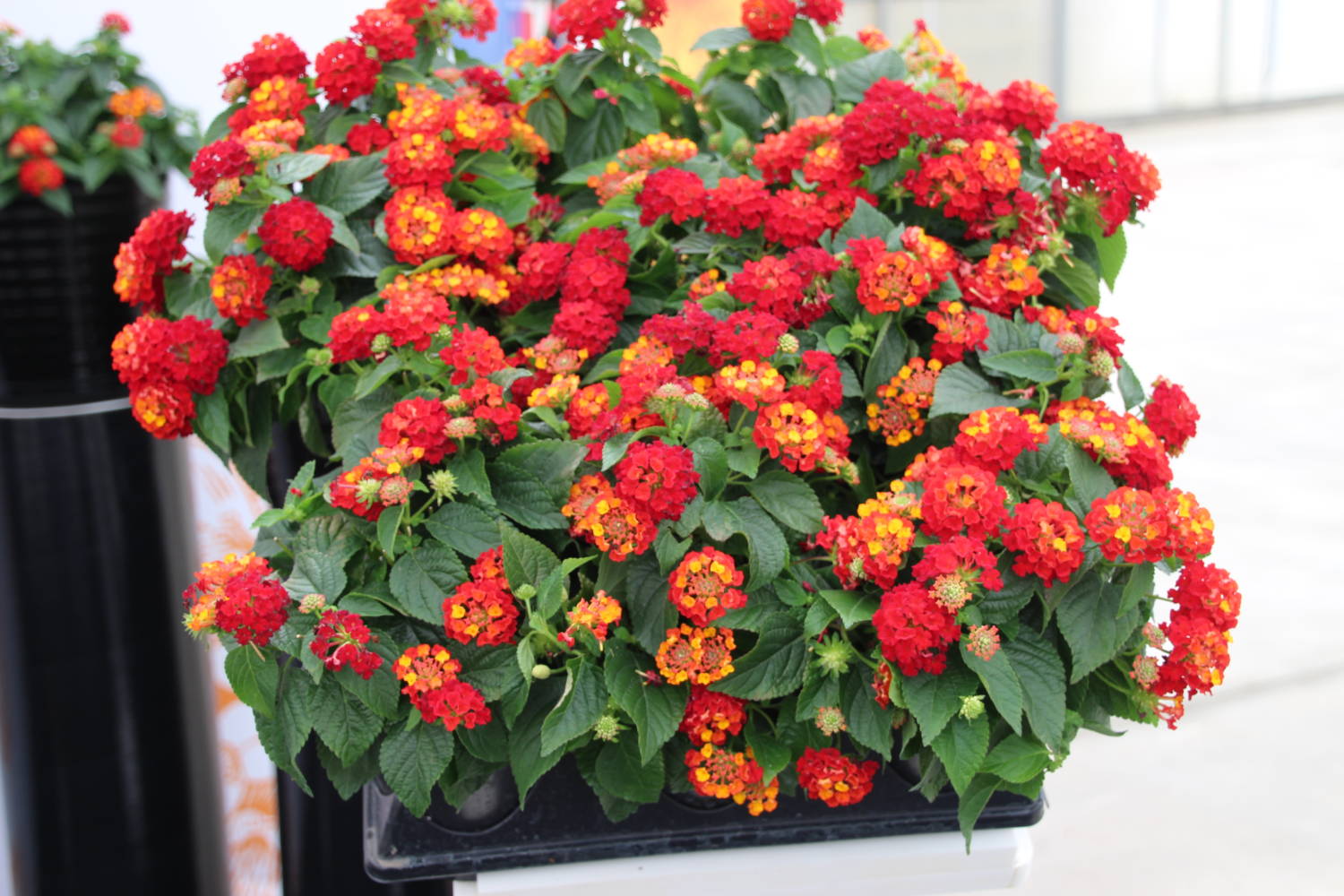 Lantana Hot Blooded - Syngenta