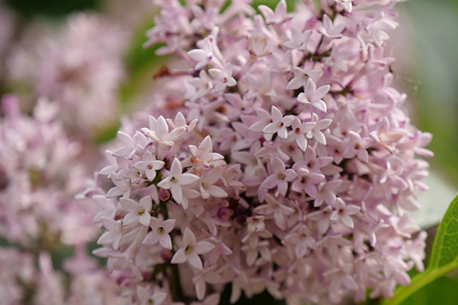 Celebrating a Garden Classic — Lilac