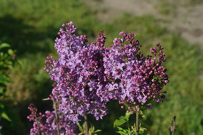 Syringa "Scentara Pura" by Spring Meadow Nursery
