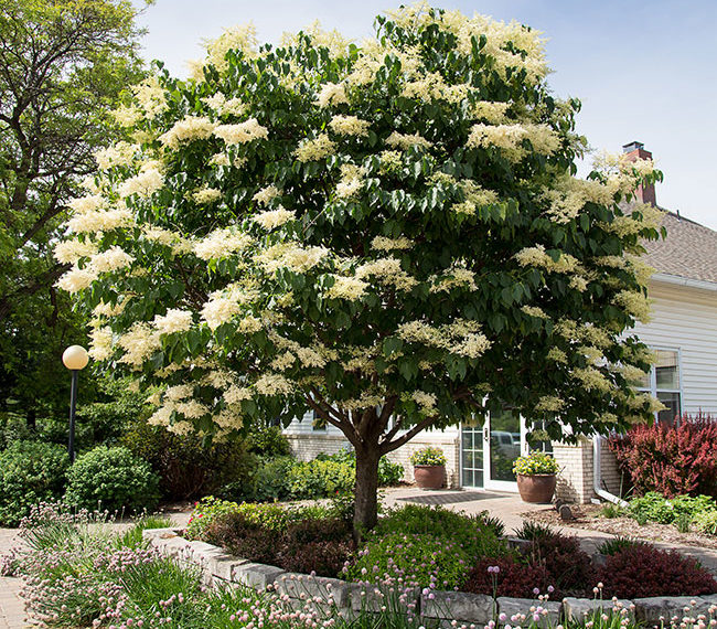 Syringa ‘First Editions Snowdance’ Bailey Nurseries