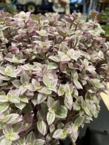 TPIE2022-Holt Nurseries-Tradescantia 'pink panther'-SM