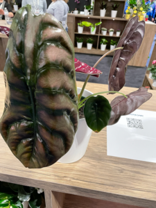 TPIE2022-Northland-Alocasia cuprea-SM