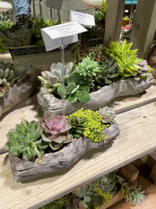 TPIE2022-Popes Plant Farm-Succulent Combination Planters-SM