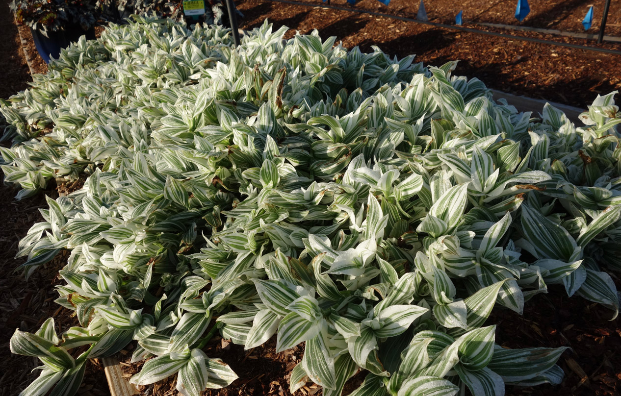 TRADESCANTIA-PISTACHIO---GREENFUSE-BOTANICALS---Vaughns-View-,-June