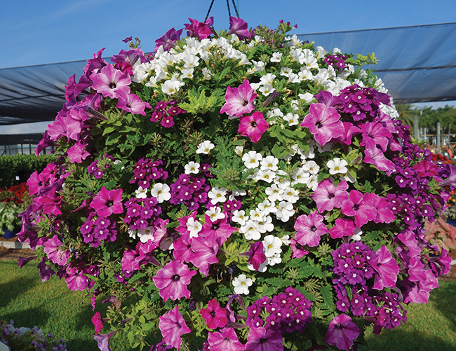 Vaughn’s View: Bright and Radiant Basket Combinations