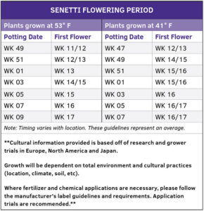 SENETTI FLOWERING PERIOD