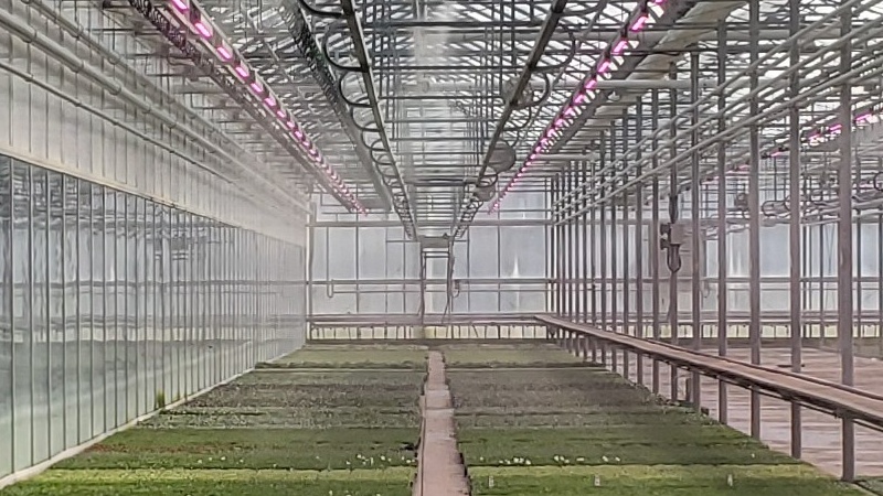 Technically Speaking: Far-red Light in Greenhouse and Indoor Farming