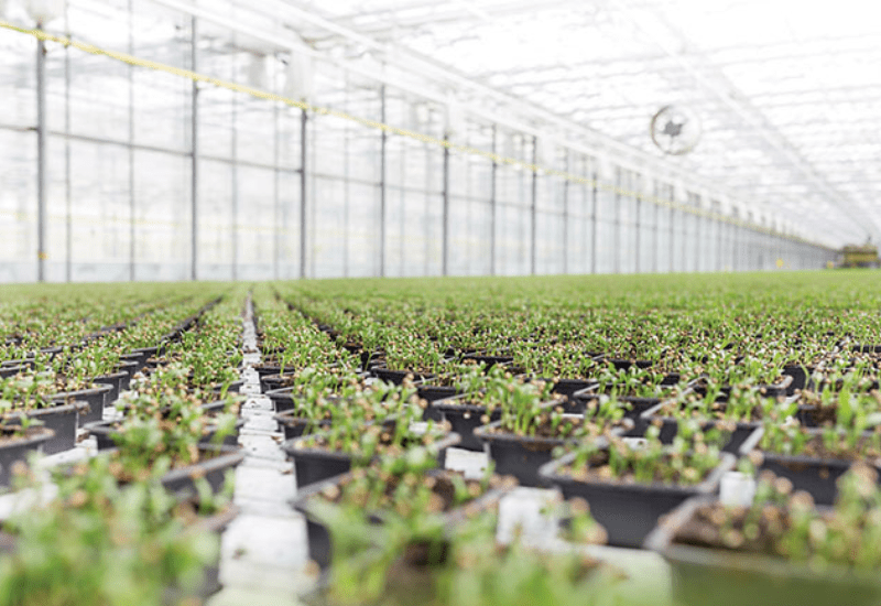 Technically Speaking: Controlling greenhouse temperature for successful production