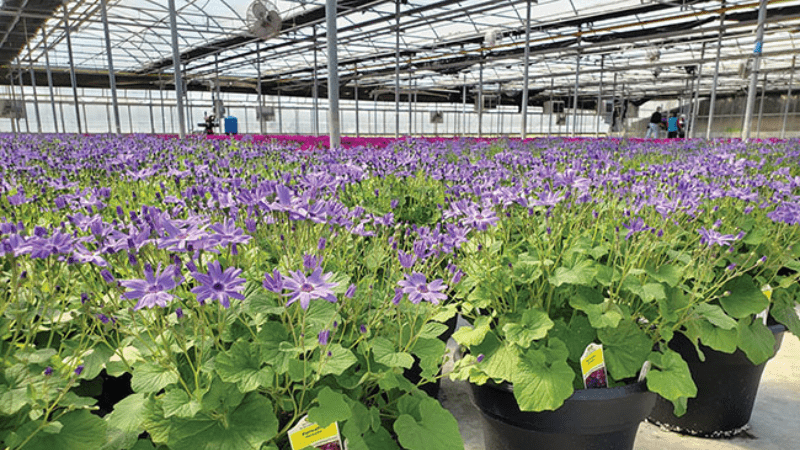 Technically Speaking: Crop acclimation