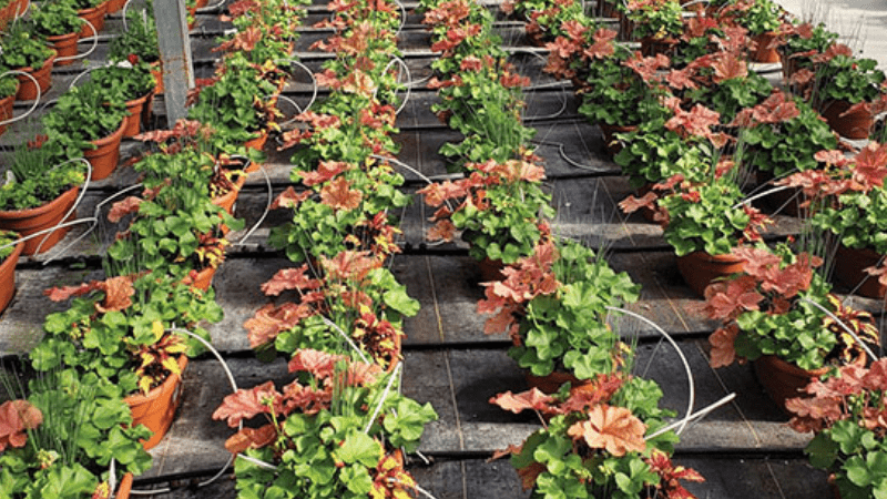 Technically Speaking: The importance of transpiration