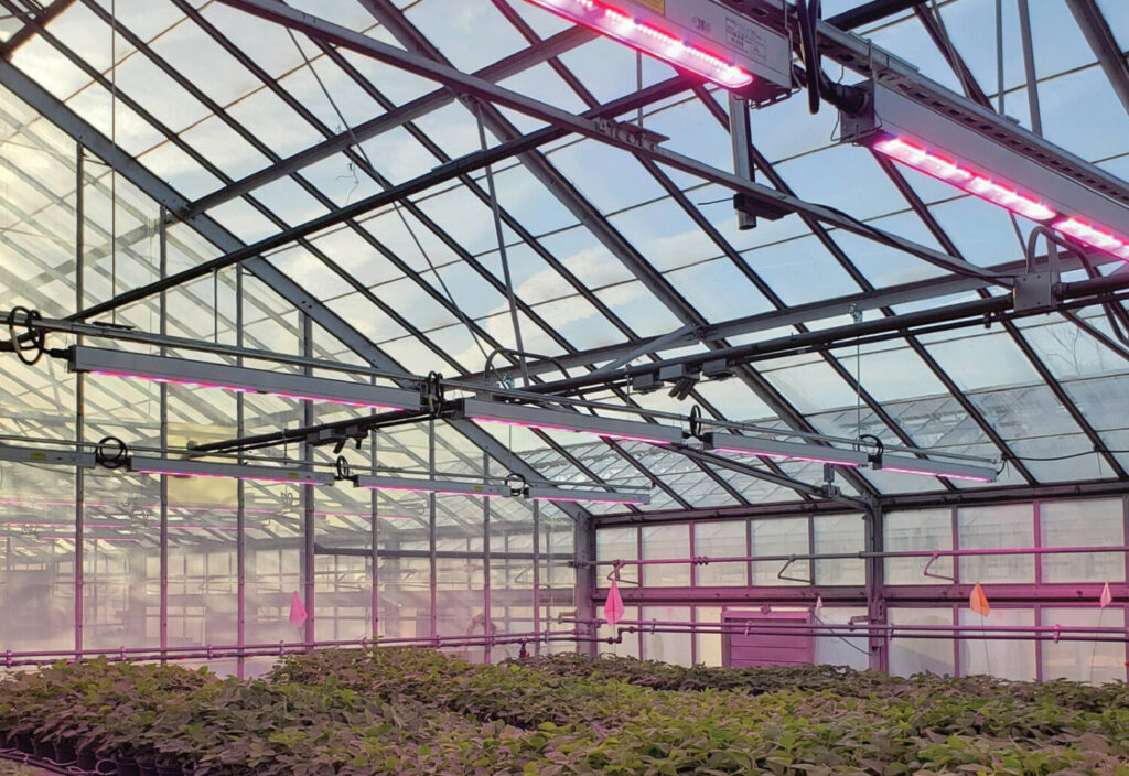 Technically Speaking: Light terminology from a plant perspective